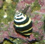 Photo Bumblebee Snail, white clams
