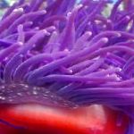 Photo Red-Base Anemone, purple 