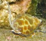 Photo Babylonia Spiratas, brown clams