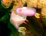 Photo Pink Dorid Nudibranch, spotted sea slugs