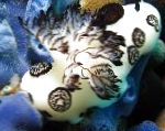 Photo Funeral Jorunna, brown sea slugs