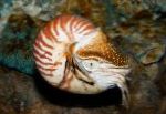 Photo Pearly Nautilus, white clams
