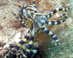 Photo Blue Ringed Octopus, brown clams