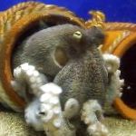 Photo Common Octopuses, light blue clams