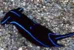 Photo Blue Velvet Nudibranch, black sea slugs
