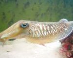 Photo Cuttlefish, light blue clams