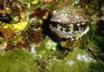 Photo Spondylus Americanus, grey clams