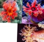 Photo Color Sea Apple, red cucumbers