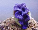 Photo Tridacna, purple clams