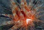 Photo Magnificent Urchin, red 
