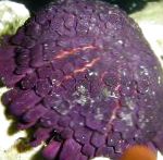 Photo Helmet Urchin, purple 