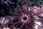 Photo Needle Spined Sea Urchin, purple 