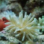 Photo Pink-Tipped Anemone, pink 