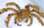Photo Decorator Crab, Camposcia Decorator Crab, Spider Decorator Crab, light blue 