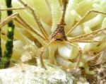Photo Arrow Crab, Caribean Spider Crab, Caribean Ghost Crab, yellow 