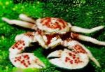Photo Porcelain Anemone Crab, brown 