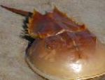 Photo Horseshoe Crabs 