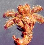 Bristly Hermit Crab