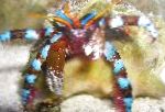Photo Electric Blue Hermit Crab, white lobsters