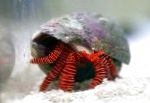 Halloween Pustnic Crab