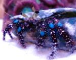 Blue-Genunchi Pustnic-Crab