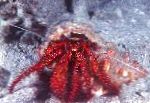 Photo White-Spotted Hermit Crab, red lobsters