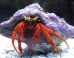 Photo Scarlet Hermit Crab, red lobsters