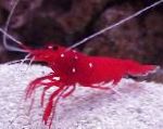 Photo Fire Shrimp, Blood Shrimp, Cardinal Cleaner Shrimp, Scarlet Cleaner Shrimp, red 