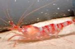 Photo Kukenthal’S Cleaner Shrimp, red 