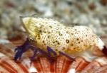 Photo Violet-Legged Marble Shrimp, brown 
