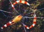 Photo Blue-Legged Cleaner Shrimp, Yellow Banded Coral Shrimp, Yellow Boxer Shrimp, white 