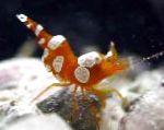 Photo Thor Amboinensis, brown shrimp