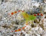 Photo Golden Coral Shrimp, white 