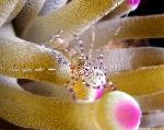 Photo Spotted Cleaner Shrimp, motley 