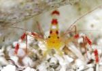 Yellow Banded Coral Shrimp