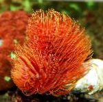 Photo Feather Duster Hardtube, red fan worms