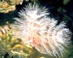 Photo Feather Duster Hardtube, spotted fan worms