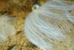 Photo Feather Duster Hardtube, pink fan worms