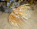 Photo Feather Duster Worm (Indian Tubeworm), yellow 