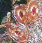 Photo Split-Crown Feather Duster, red fan worms