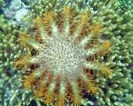 Photo Crown Of Thorns, yellow sea stars