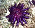 Photo Crown Of Thorns, purple sea stars