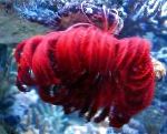 Photo Crinoid, Feather Star, red comanthina