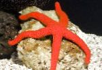 Photo The Luzon Sea Star, red 
