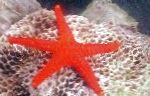 Photo Red Starfish, red 