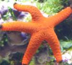 Photo Red Starfish, red 
