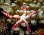 Photo Red Starfish Multiflora, brown 