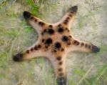 Photo Chocolate Chip Sea Star (Horned Sea Star), light blue 