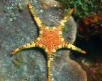 Photo Double Sea Star, Platted Starfish, green 