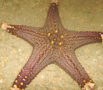 Photo Choc Chip Knob Sea  Star  Pentaceraster sp Sea  